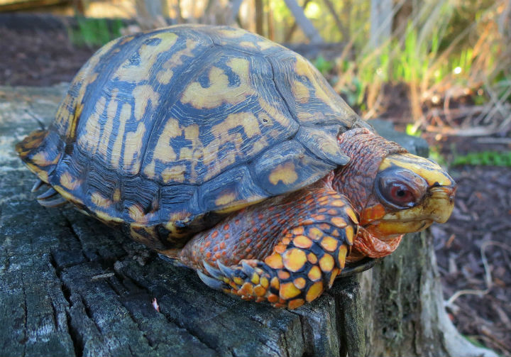 Eastern Box Turtle